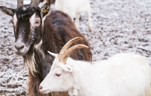 Ezervēju kazas – gardam sieram un kino vajadzībām