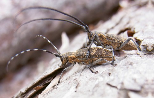 Monochamus ģints ūsaiņi Eiropā un Latvijā