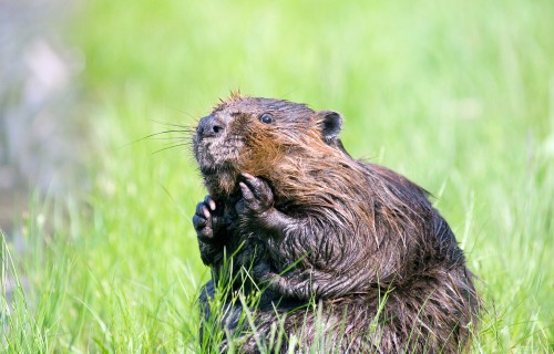 KĀMJU DZIMTAS GRAUZĒJI  pilsētā un laukos