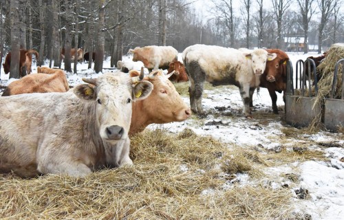 Gaļas liellopu grupēšana – zināšanas, pieredze un iespējas