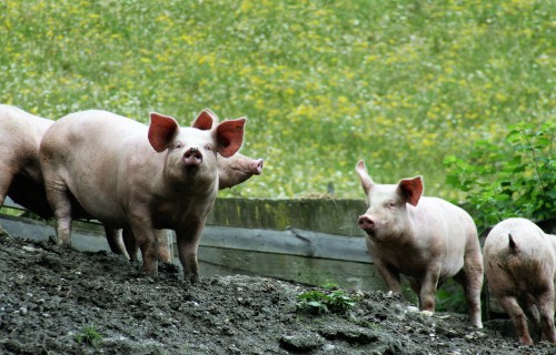 Ventspils novada Vārves pagastā konstatēts šogad pirmais Āfrikas cūku mēra uzliesmojums mājas cūkām