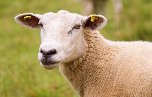 Aicina uz lauka dienu par aitu sagatavošanu lecināšanas sezonai
