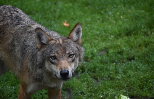 Vilku uzbrukumos šogad nogalināti 38 dzīvnieki