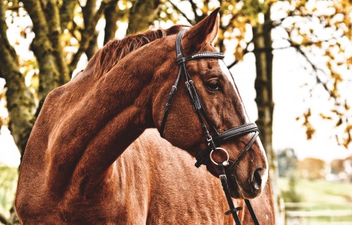 Latvijas Veterinārārstu biedrība - vecākā profesionālā biedrība Latvijā