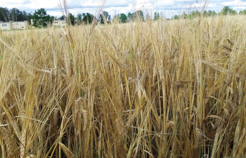 Lopbarības miežu kvalitāte un šķirne – vai tam ir nozīme cūku ēdināšanā?