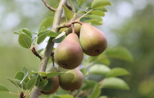 Oktobrī notiks divu dienu mācības par bioloģisko augļkopību