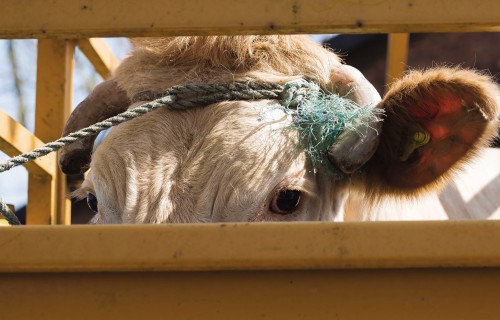 Transportē tikai piemērotus dzīvniekus – kautuve nav dzīvnieku izgāztuve!