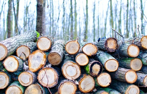 AS “Latvijas valsts meži” rūpējas par valsts mežiem jau 22 gadus