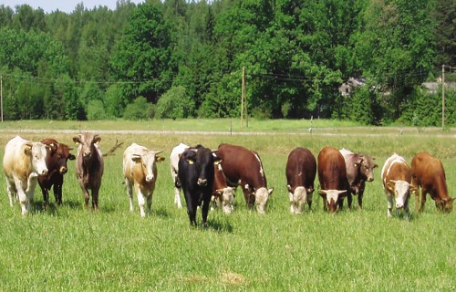 Liellopu liemeņu kvalitāte – ekonomiski svarīgs rādītājs