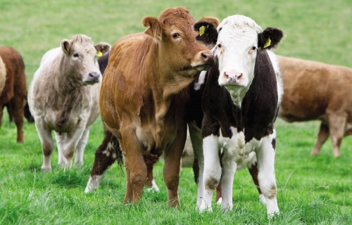Piezīmes par gaļas lopu infekcijas un parazitārajām slimībām