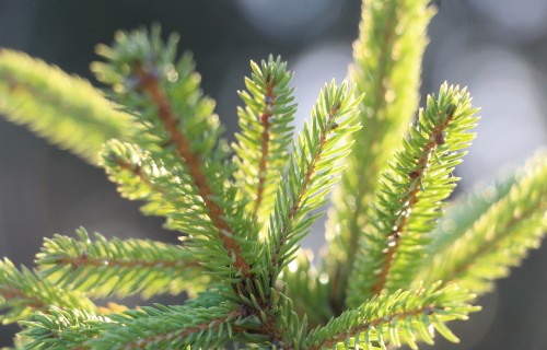 LLU meža pētniece: Savu Ziemassvētku koku meklējot jātur acis vaļā