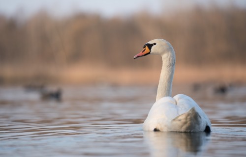 Latvijā konstatēti šogad pirmie putnu gripas gadījumi savvaļas putniem