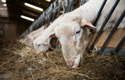 Arī šogad PVD un ZVA veterināro zāļu ražotājiem varēs labas prakses ražošanas sertifikātu pagarināt attālināti