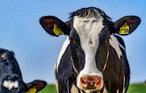 Organizē divu dienu mācības par slaucamo govju ēdināšanu un labturību bioloģiskajās saimniecībās