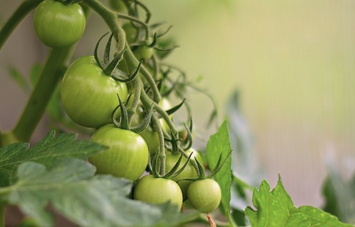 Ar bioloģiskām metodēm pret baltblusiņu