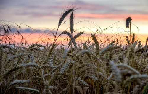 Kviešu sēklas cenas šogad varētu kāpt pat par 65%