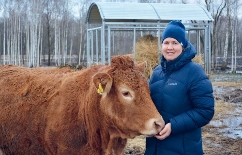 SIA "SigLIP" gaļas šķirnes ganāmpulks Latvijas brūnās krāsā
