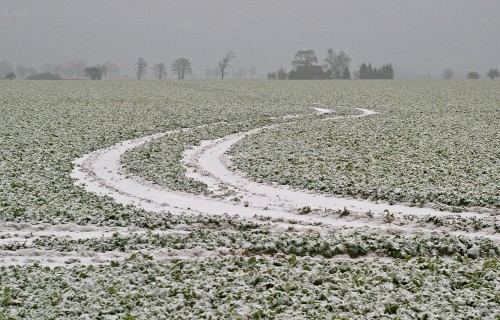 Lauksaimnieki: Ziemāju sējumi pašreiz visvairāk ir apdraudēti Kurzemē un Zemgalē