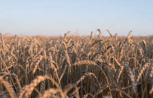 "Latraps": Kviešu tirgū ir daudz nezināmo