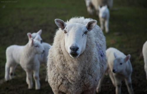 Latvijā aitu skaits pērn samazinājies par 22,1%