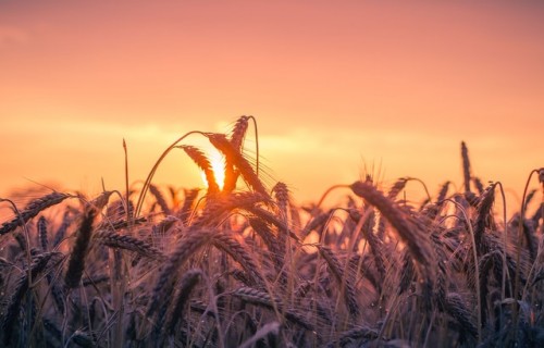 Lauksaimniecībā gaidāma izaicinājumu un attīstības iespēju sezona