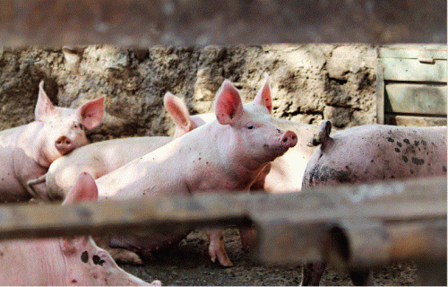 Ražotājiem izdodas, pircēji vēlas - bioloģiskās cūkgaļas ražošana ir perspektīva nozare