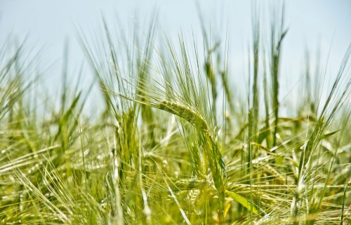 Lauksaimniecības produktu cenu līmenis 2021. gadā palielinājās par 16,5 %