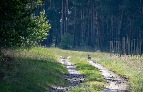 Meža attīstības fonda atbalsts 2022. gadā