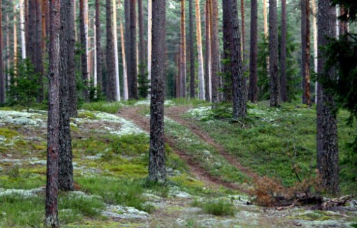 Grozījumi noteikumos par koku ciršanu mežā un meža atjaunošanu