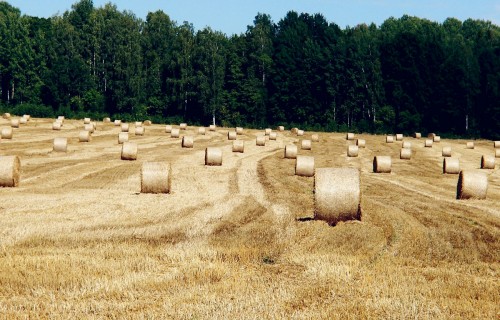 Kultūraugu slimību un kaitēkļu prognoze augustam