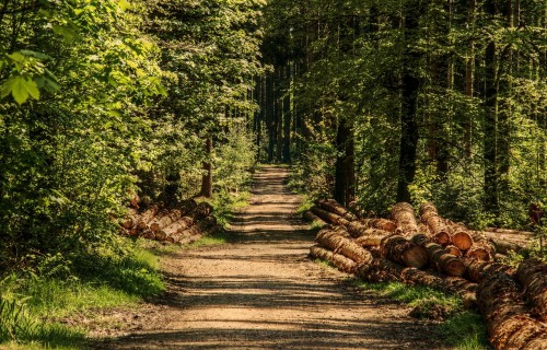Meža nozares produkcijas eksports septiņos mēnešos palielinājies par 27,8%