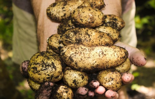 Bioloģiskajās saimniecībās kartupeļu raža šogad sliktāka nekā pērn