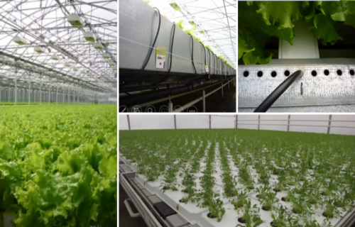 Hidroponika – efektīva augu audzēšanas sistēma, iegūstot tīrākus produktus
