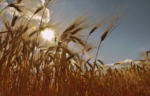 Linas Agro noslēdz apvienošanos ar KG Latvija