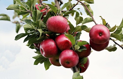 Bakteriālās iedegas zaudējumu kompensācijai paredz 13000 eiro