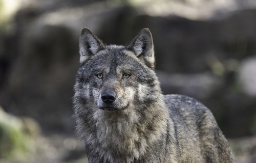 Vilku medības šajā sezonā turpmāk atļautas tikai ar ikreizēju pieteikšanu