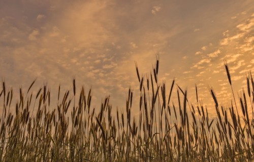 APP “Agroresursu un ekonomikas institūts” Stendes pētniecības centrs aicina visus interesentus uz semināru