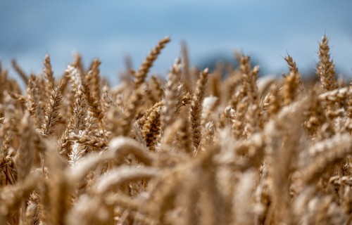 Veiksmīgi noslēgusies sezonas laukstrādnieku sezona