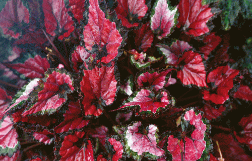 Greizlapes – orģinālu lapu begonijas telpās