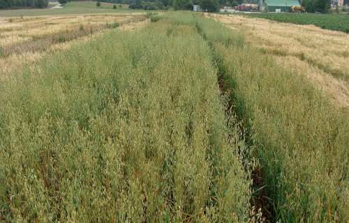 Šķirņu maisījumi bioloģiskās daudzveidības un nezāļu kontekstā