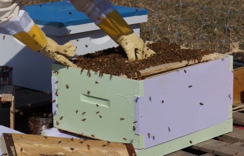 Aicinām pieteikties vebināram "Minimālās higiēnas prasības biškopības uzņēmumā"