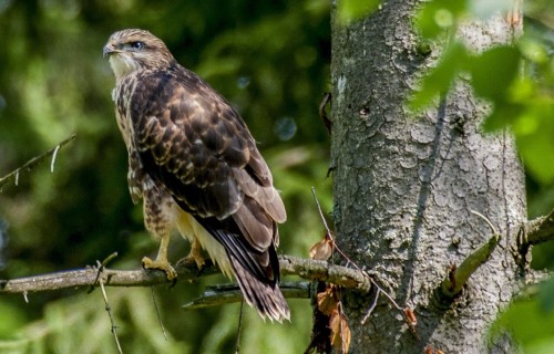 Latvijā samazinājušās dienas putnu sugu populācijas