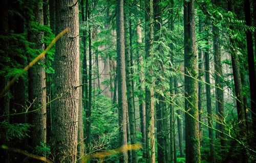 Natura 2000 kompensācijas maksājumam nepieciešama meža inventarizācija