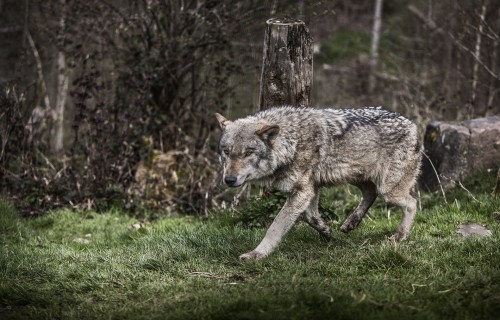 Palielināts pieļaujamais vilku nomedīšanas apjoms