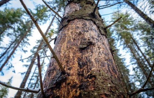 Poikaiņu mežā veiks mežsaimnieciskos pasākumus egļu astoņzobu mizgrauža izplatības ierobežošanai