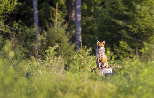 Tiešsaistē iespējams iegādāties mednieka sezonas kartes nākamajai medību sezonai