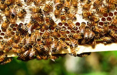 Aicinām pieteikties kursam "Bišu māšu audzēšana"