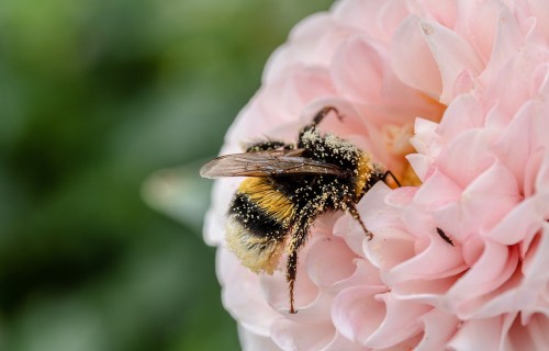 Izraudzīta Gada bite 2023