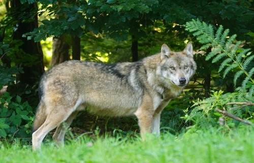 Vilku medības turpmāk atļautas tikai ar ikreizēju pieteikšanos