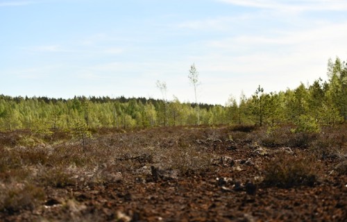 "LVM zemes dzīlēs": kūdras nozarei aktīvāk jāveicina SEG emisiju mazināšana un CO2 piesaiste